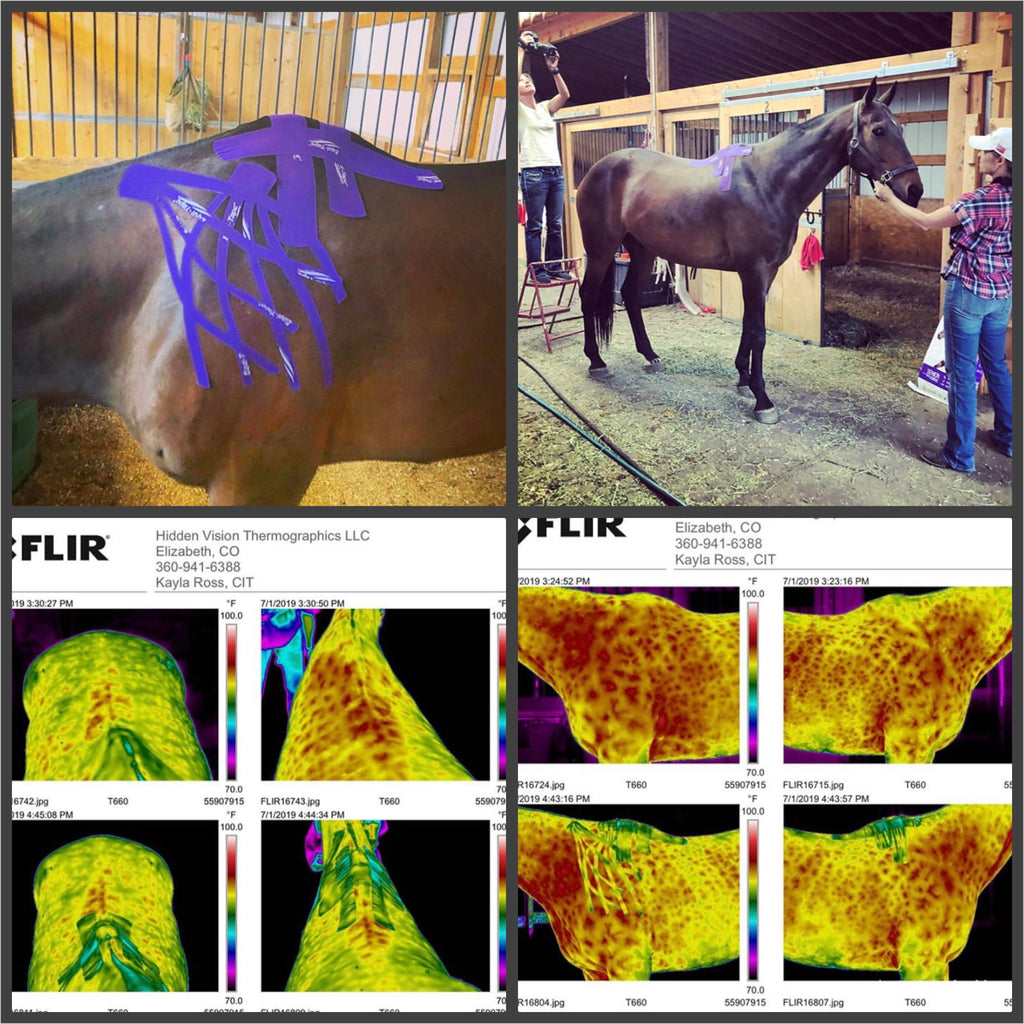Horse Functional Taping Tape — 2-Way 3" Single Roll