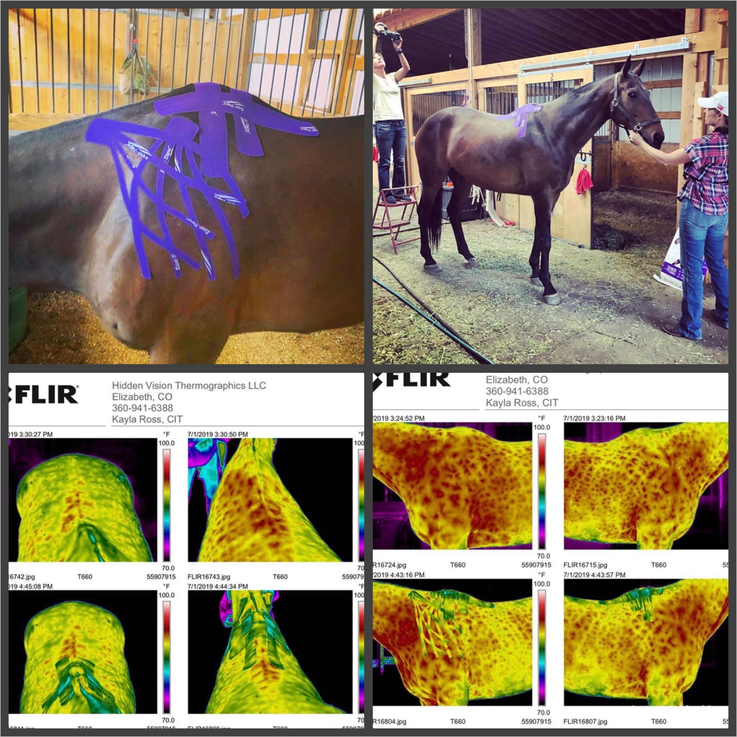 Horse Functional Taping Tape — 2-Way 3" Single Roll