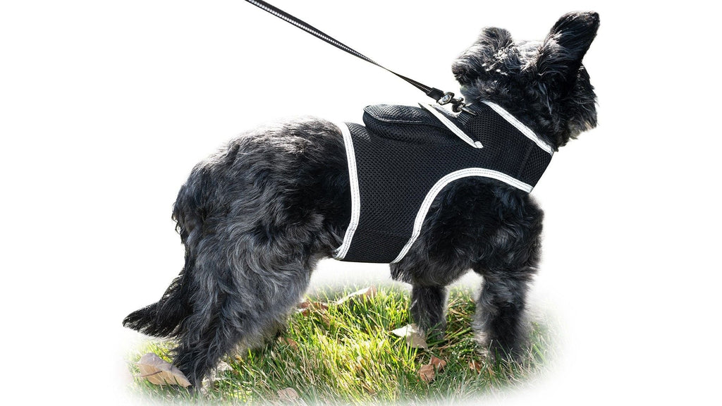 Keep Pet Safe with Pet Tracker GPS Dog Collar Tracking Device + Phone App Size:M