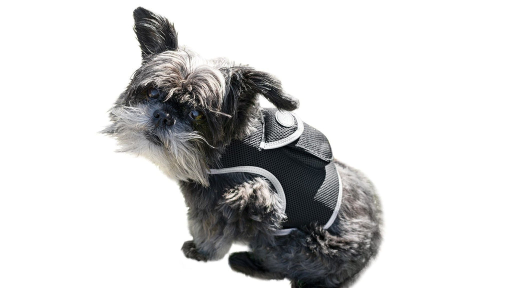 Easy Setup Waterproof Mini GPS Realtime Pet GSM GPRS Tracking Device Size:L