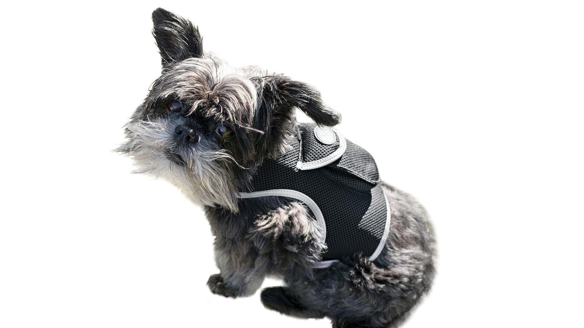 Easy Setup Waterproof Mini GPS Realtime Pet GSM GPRS Tracking Device Size:L