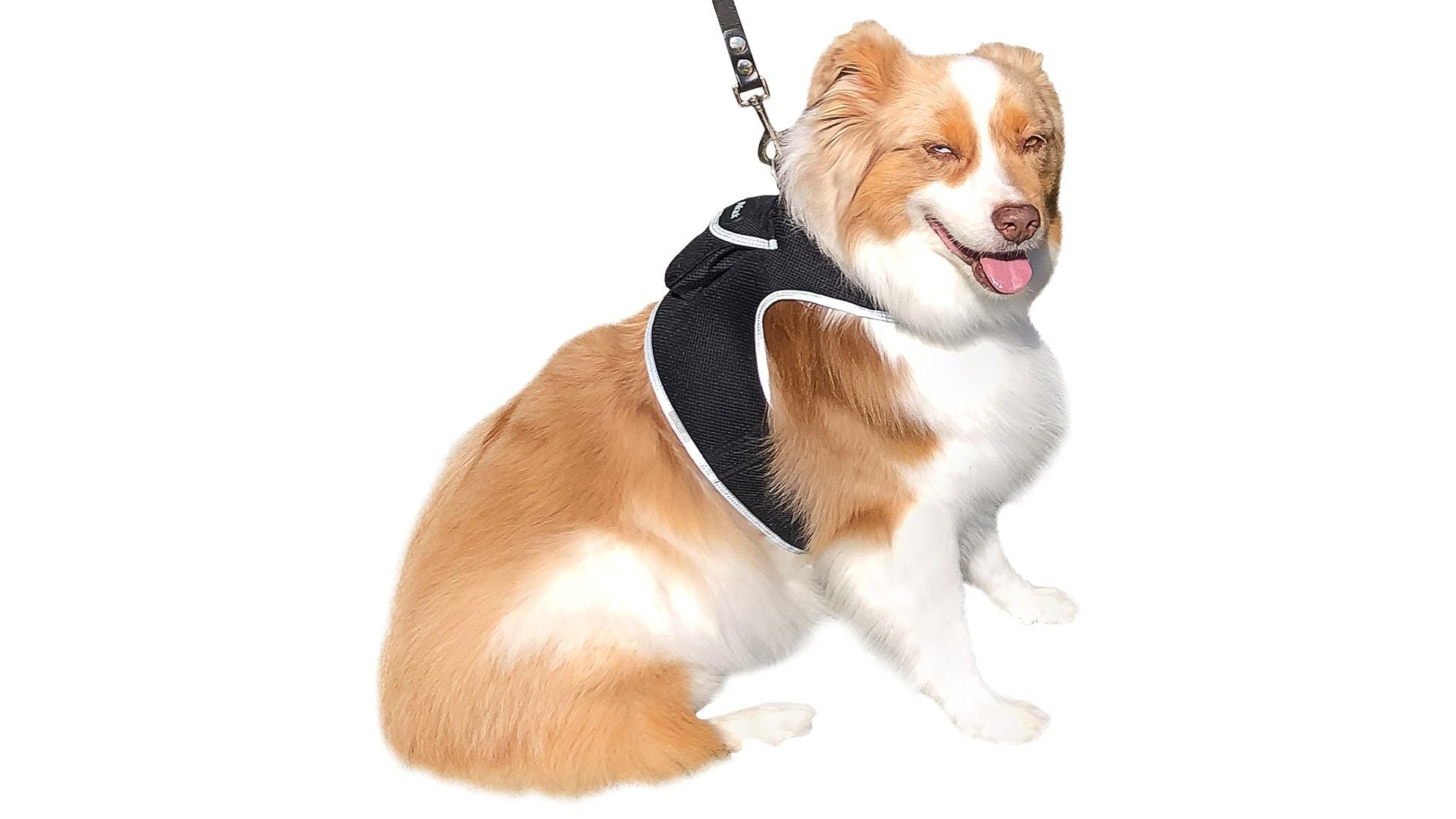 Keep Pet Safe with Pet Tracker GPS Dog Collar Tracking Device + Phone App Size:M