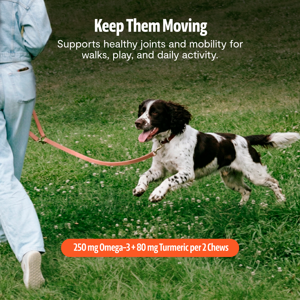 Organic Mushroom Complex for Dogs