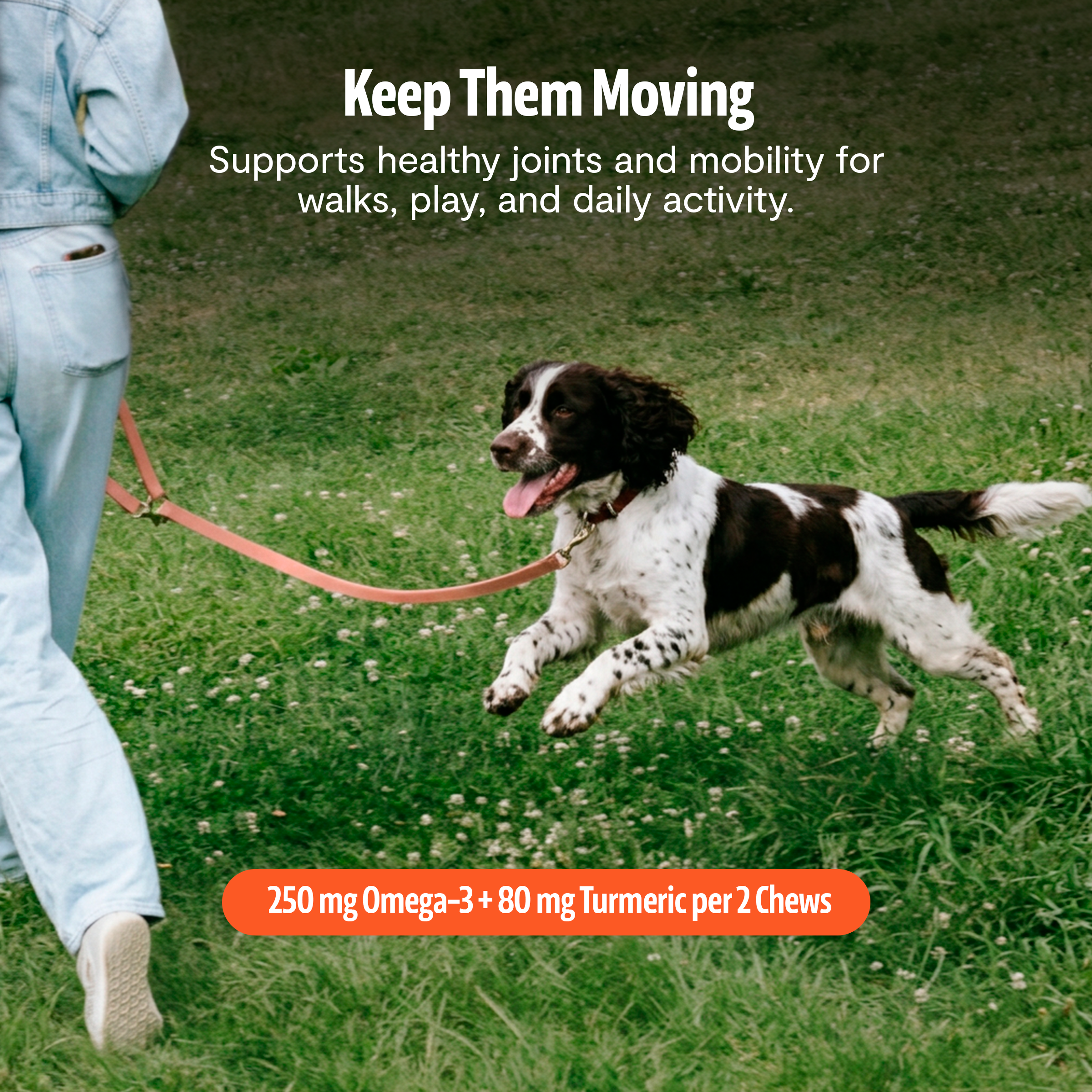 Organic Mushroom Complex for Dogs